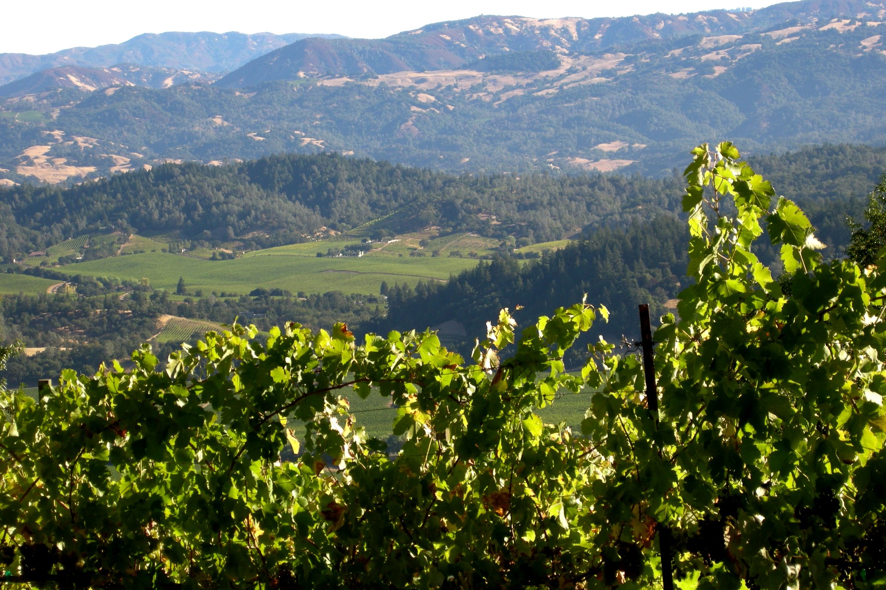 Overlooking Dry Creek Valley by Amista Vineyards