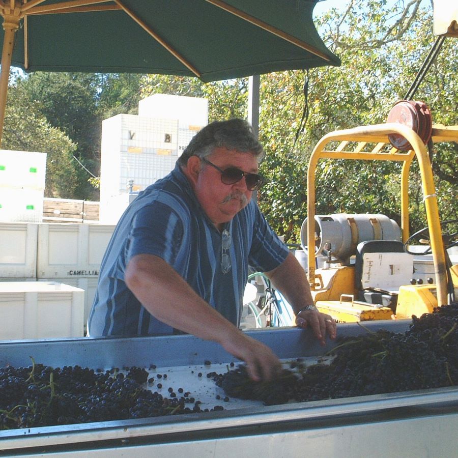 Mike Sorting Syrah for First Amista Harvest