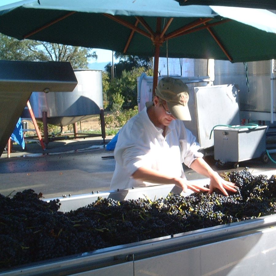 Vicky Sorting Syrah for First Amista Harvest