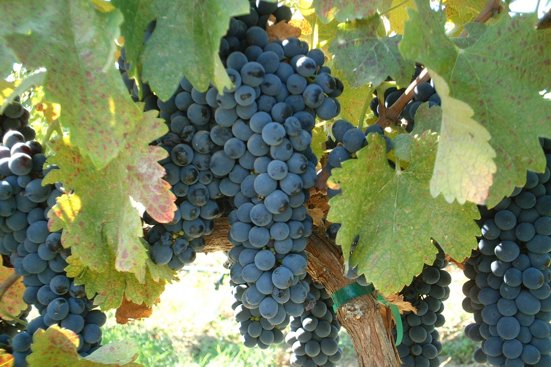 Amista Syrah Grapes on the Vine