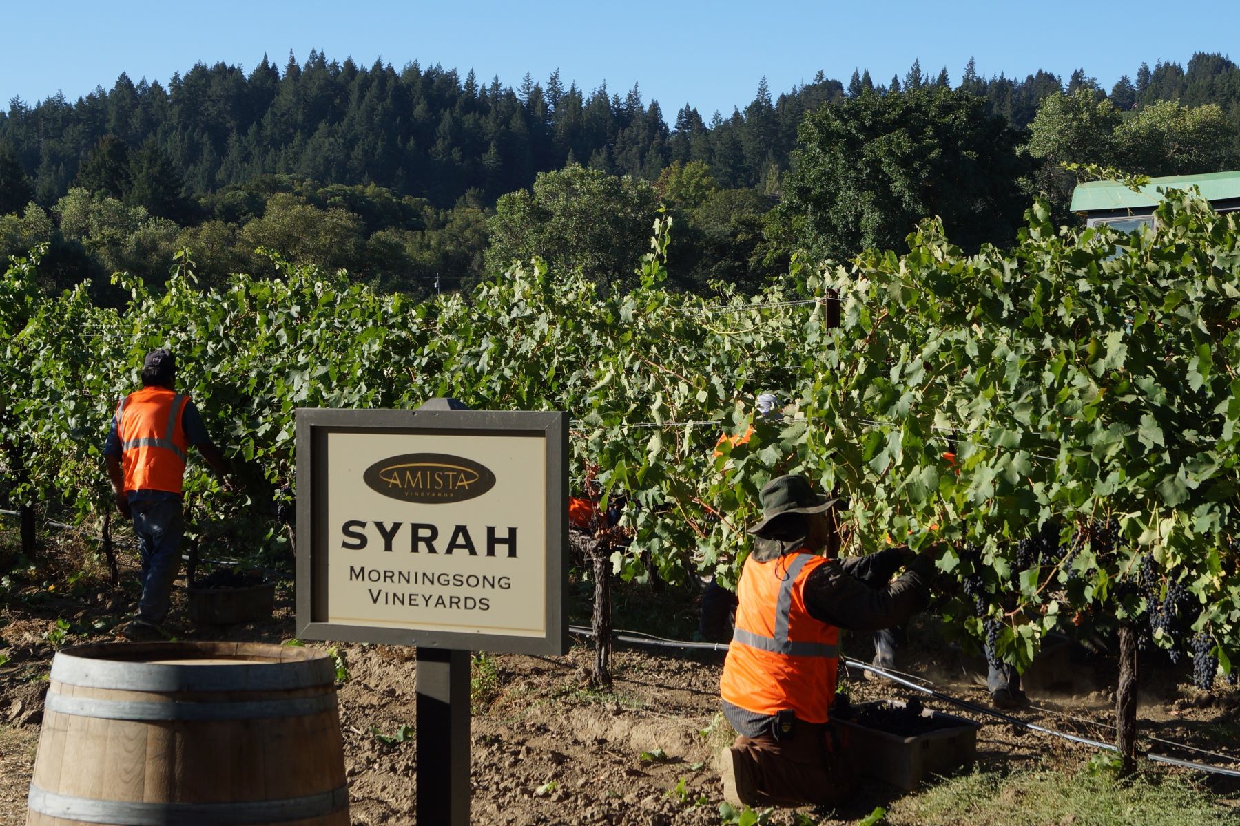 Amista Syrah Vines at Harvest