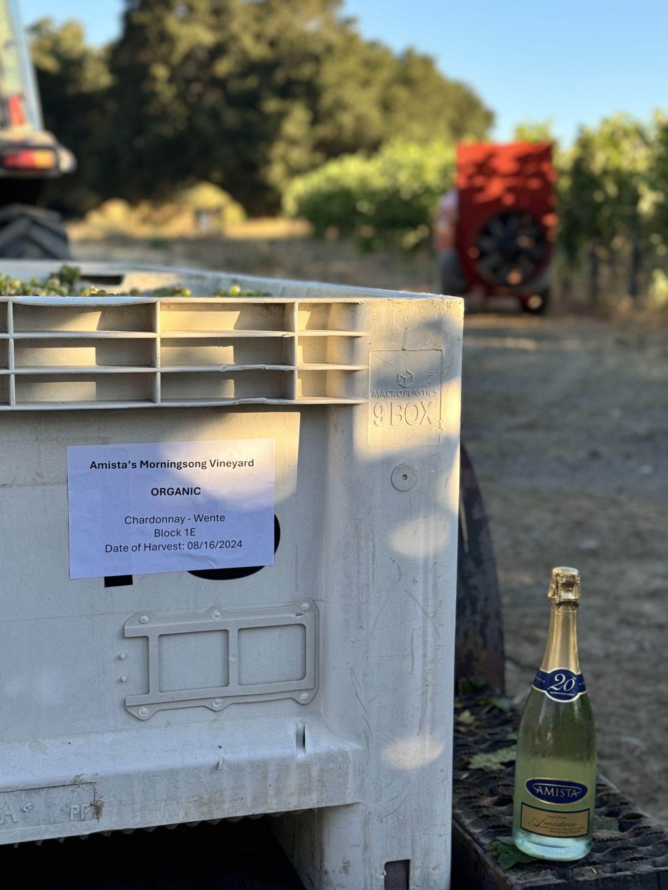 Amista's Morningsong Vineyards First Organic Harvest for Sparkling Amistara