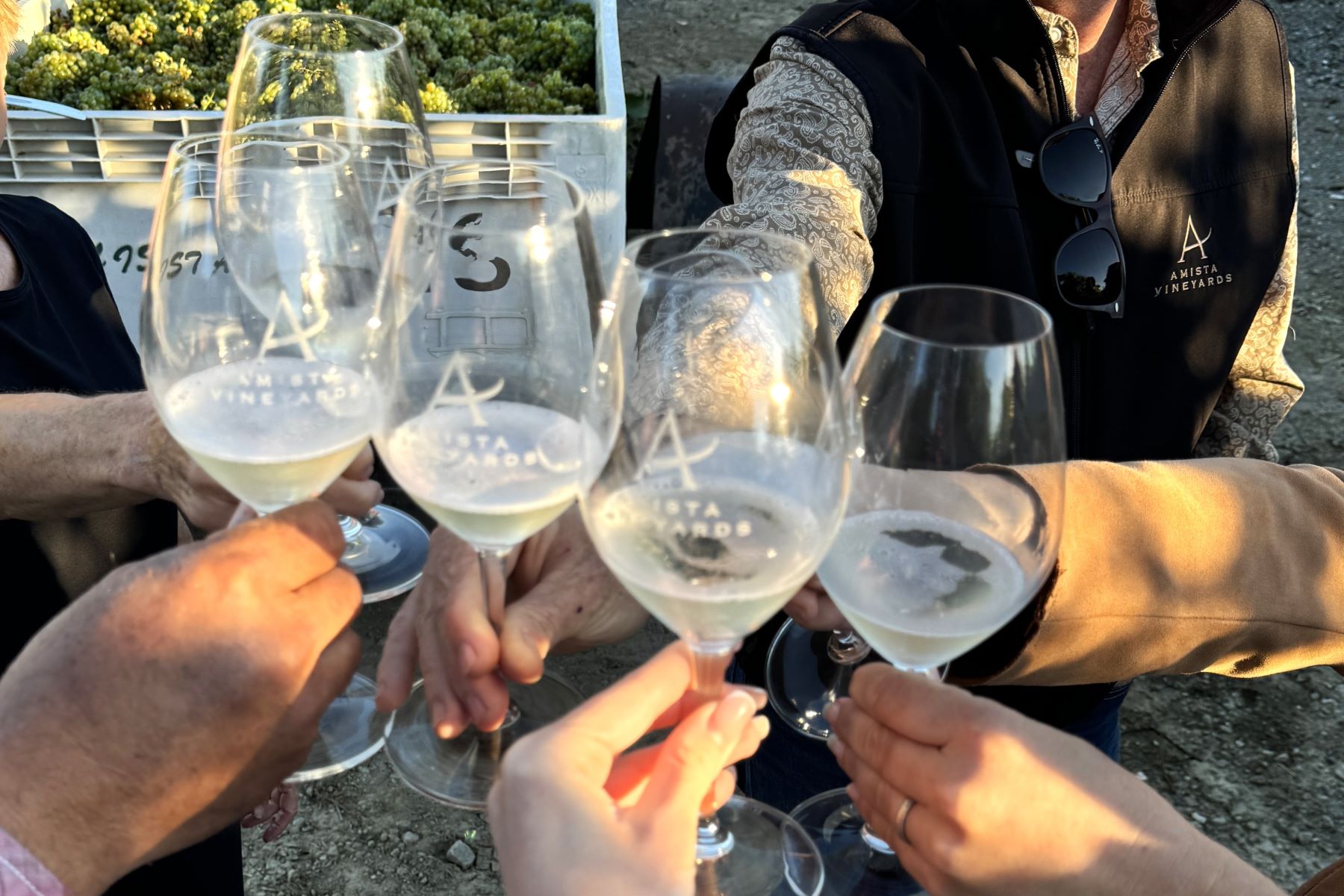 Amista Vineyards Toast to Our First Organic Harvest