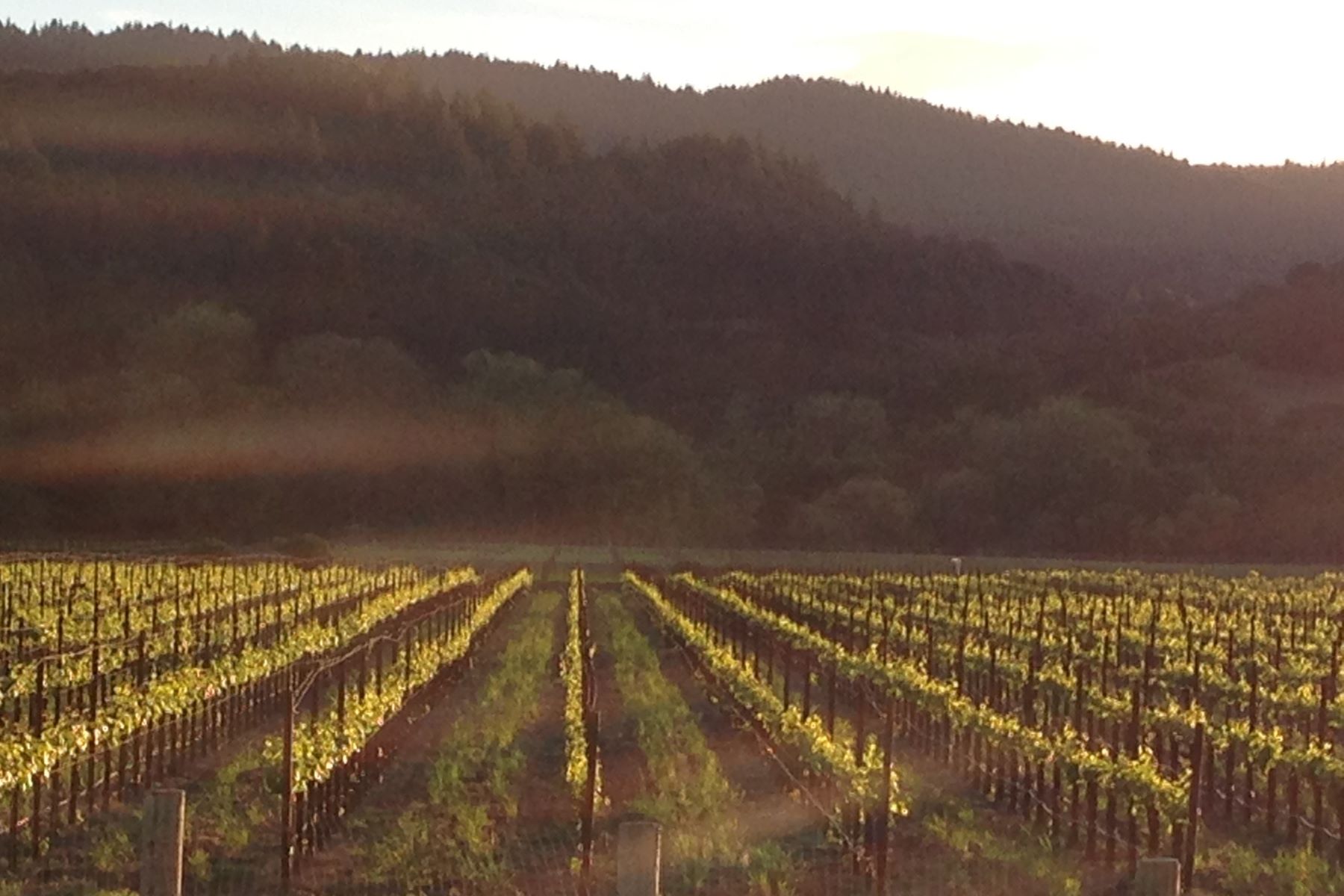 Amista Vineyards at First Morning Light