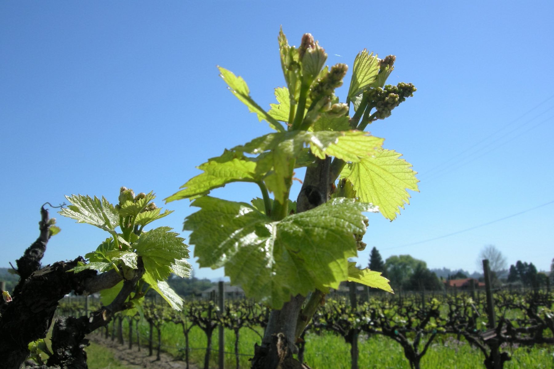 Bud Brak at Amista Vineyards