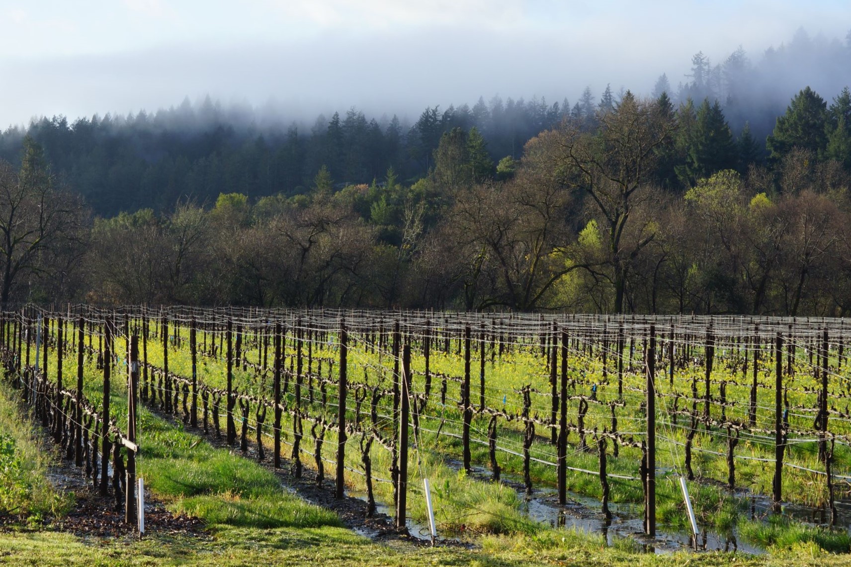 Mustard Among the Vines at Amista Vineyards