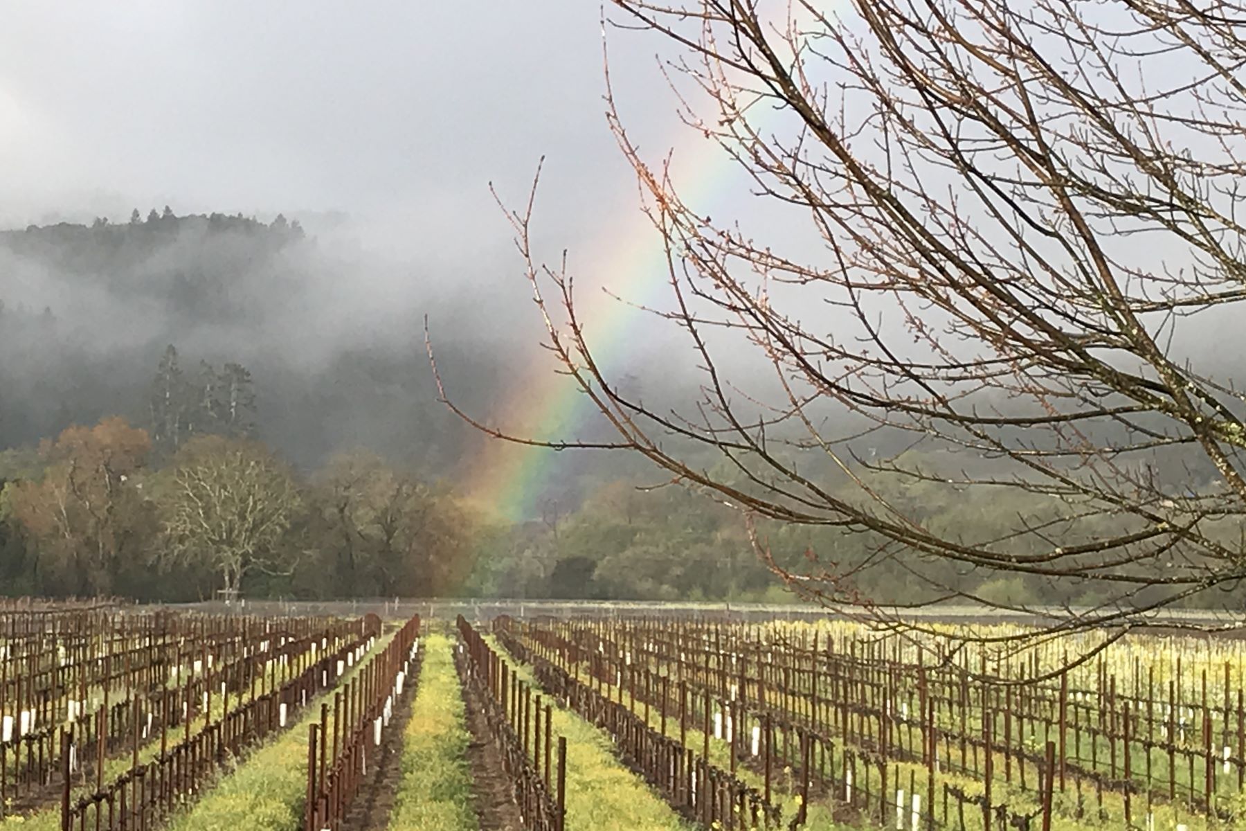 Springtime Brings Rainbows to Dry Creek Valley