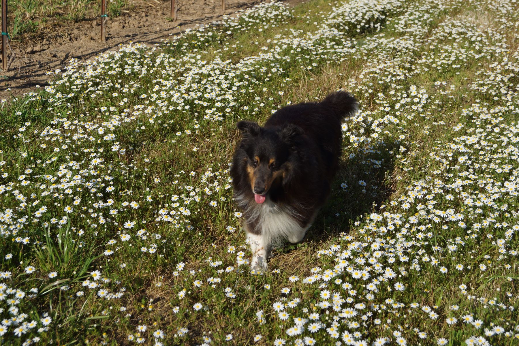 Amista Wine Dog Torin Prancing Through Spring Flowers