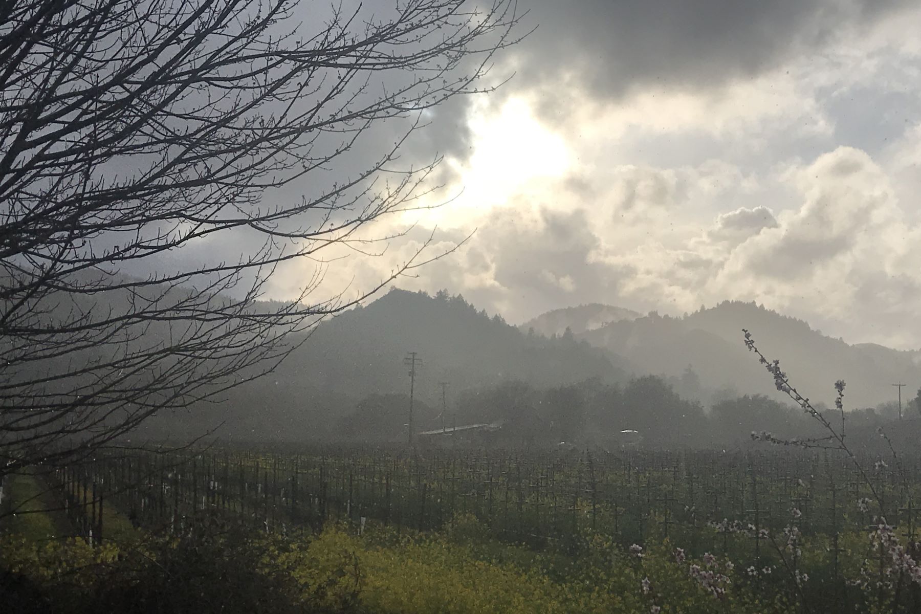 A Blustery March Day in Sonoma Wine Country