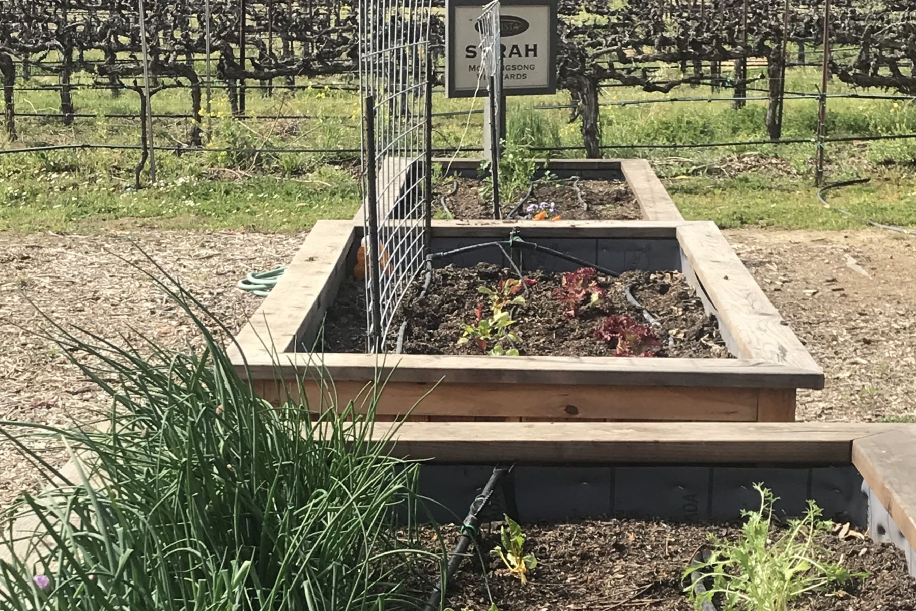 First Winemaker's Garden at Amista Vineyards