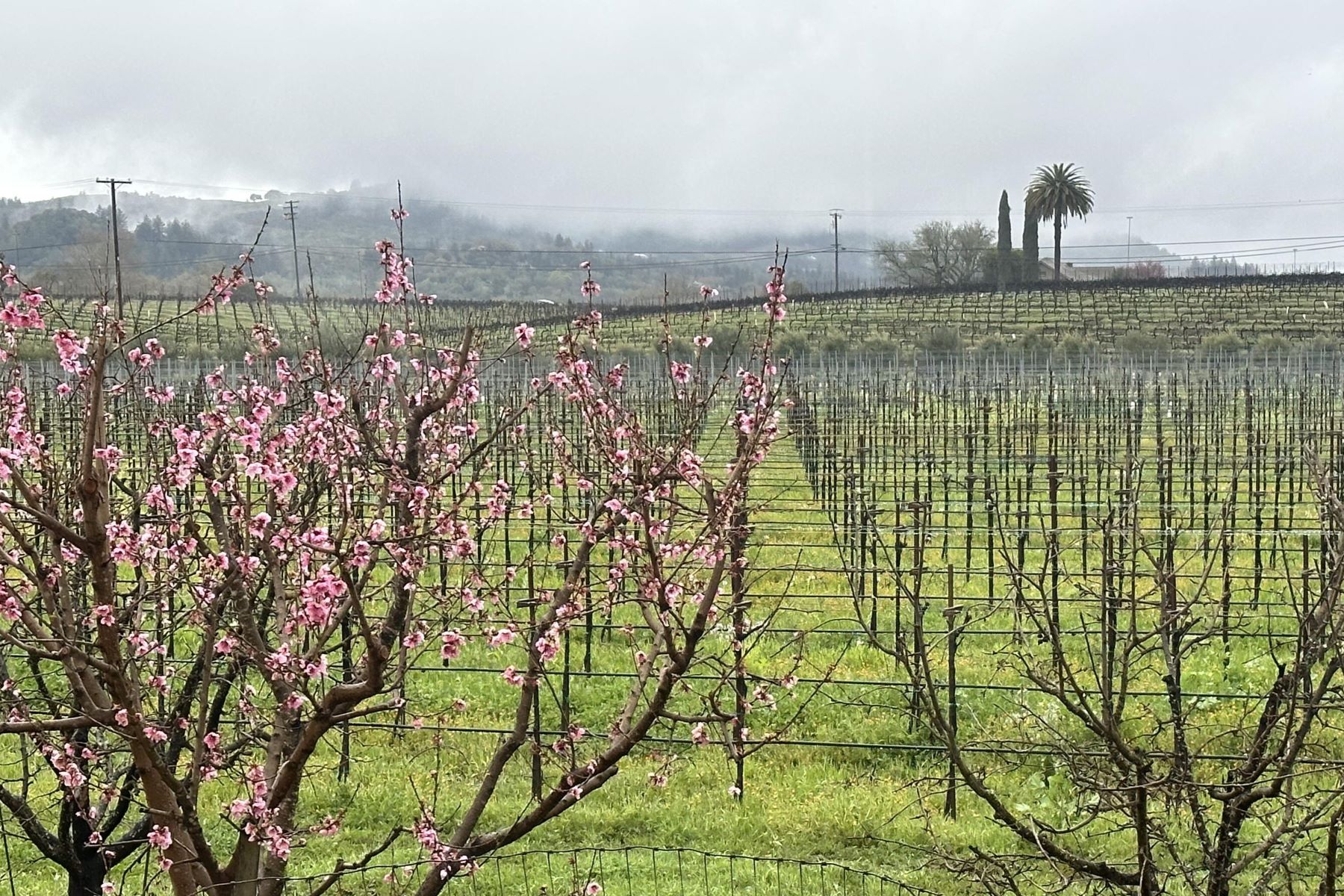 Cherry Blossoms at Amista Vineyards