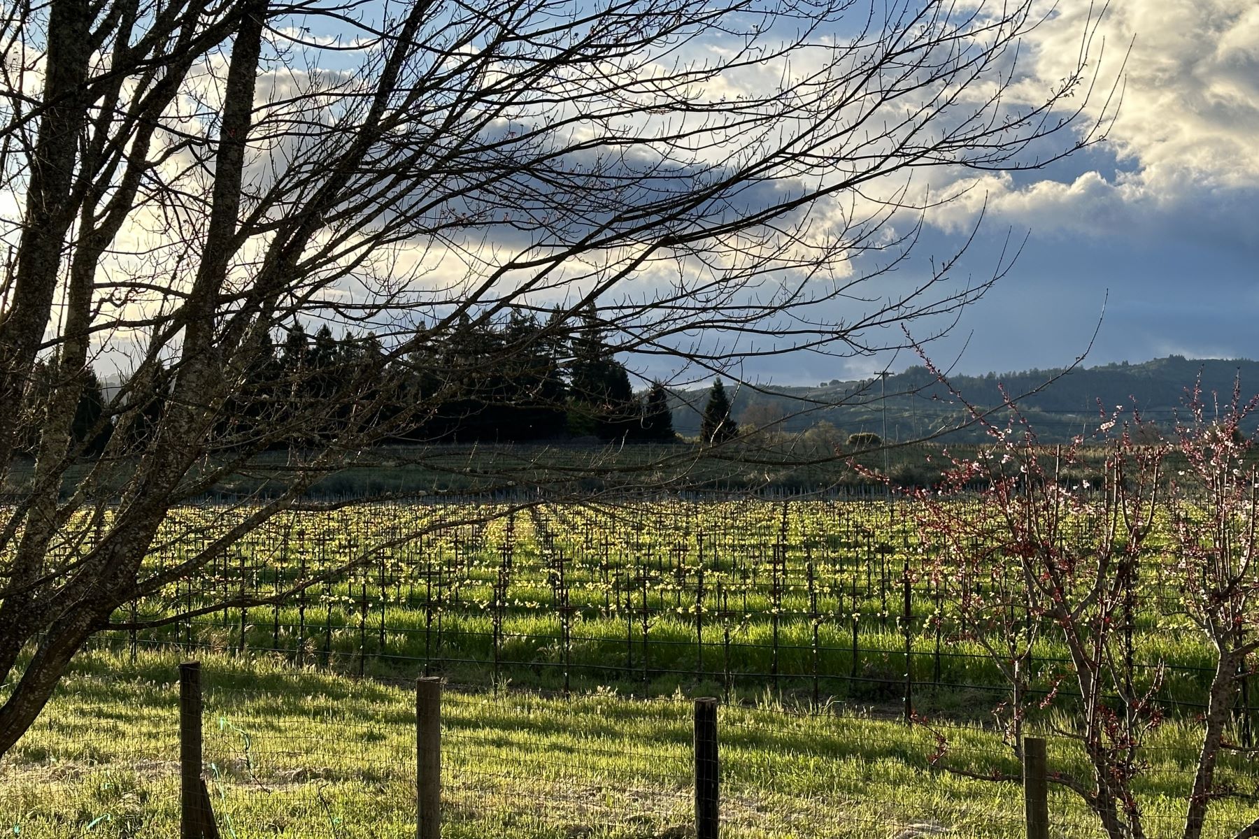 After a Sparkling Spring Rain at Amista Vineyards