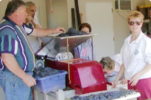 Garage Syrah Harvest that Led to Amista Vineyards