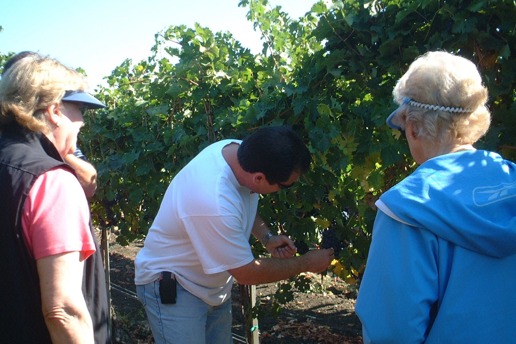 George Christie Explaining When to Harvest Grapes to Amista Vintage Partners