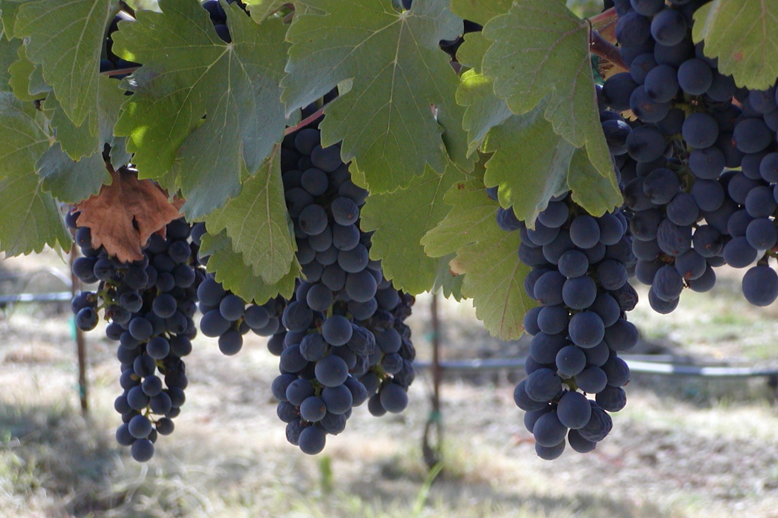 Syrah Grapes at Amista Vineyards