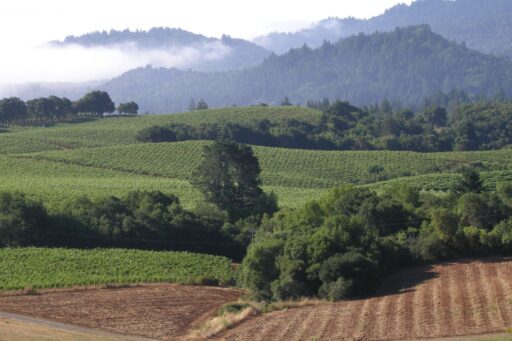 Need a Sparkling Wine Fix in Dry Creek Valley? Amista Vineyards A Must
