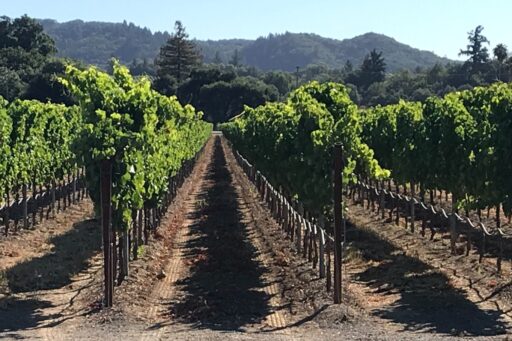 looking down a row of Grenache grapes at Amista Vineyards