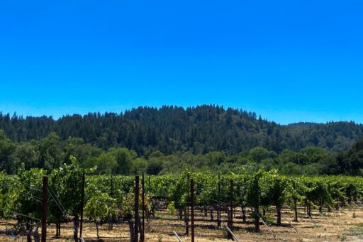 Rooted in Rhône: How Rhône Varietals Became the Heart of Amista Vineyards