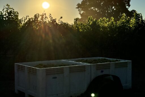 From Struggling Vines to Certified Organic: Our Journey at Amista Vineyards
