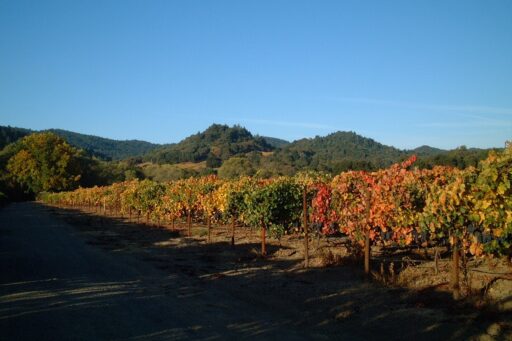 Amista Featured Among 7 Gorgeous Fall Color Hikes in Sonoma Wine Country