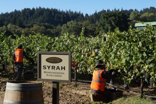 Why Rhônes at Amista Vineyards?