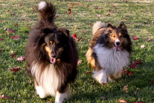 Meet the Winery Dogs of Amista Vineyards