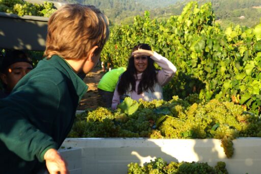 Amista Winemaker Ashley Herzberg Tells Why She Loves to Harvest for Sparkling Wines