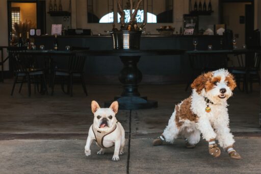 Amista is Dog Friendly!