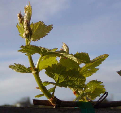 Does Amista Vineyards Make Vegan Wines?