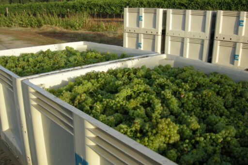 a bin of just picked Chardonnay grapes at Amista Vineyards