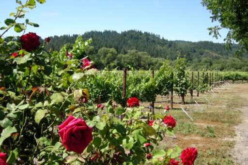 red roses with vineyard and hills in background at Amista Vineyards