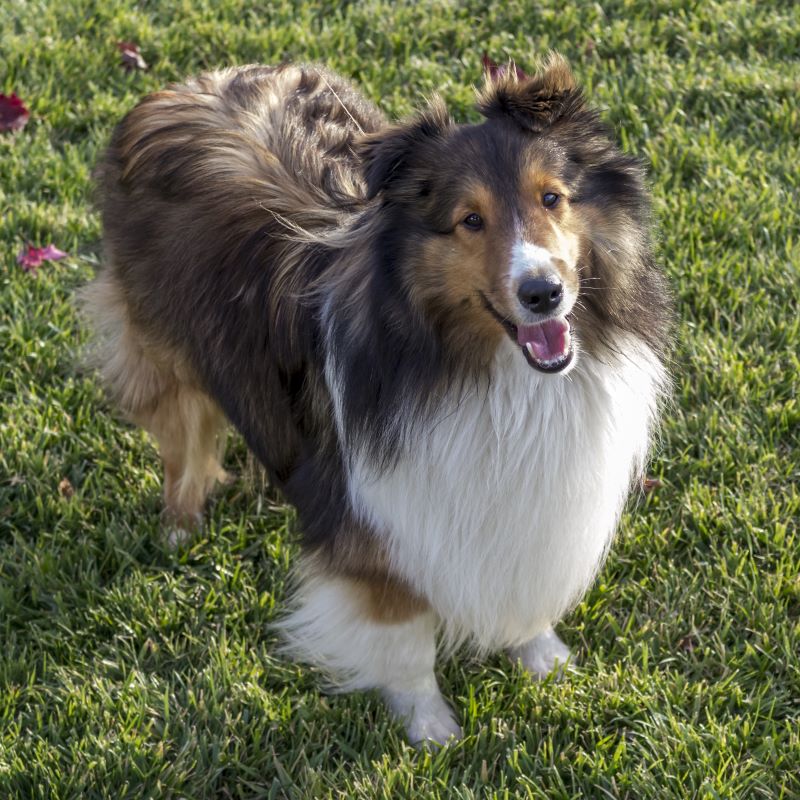 Brown and white Sheltie dog in the grass with mouth open