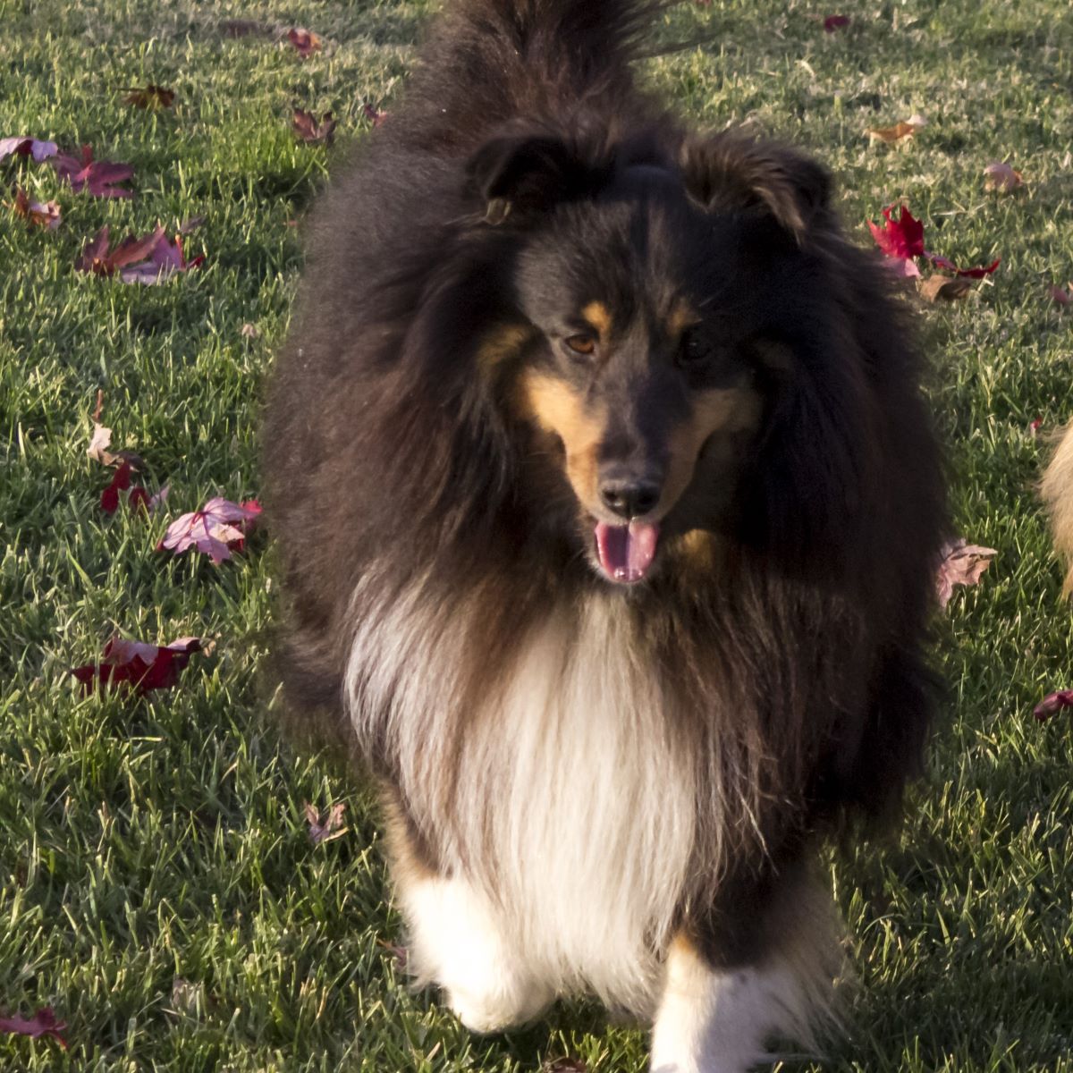 Black and white Sheltie dog in the grass with mouth open