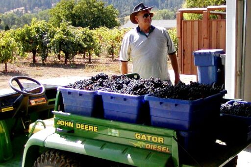 John Deere Gator Diesel loaded with bins of Syrah grapes with man in hat awiting crush at Amista Vineyards