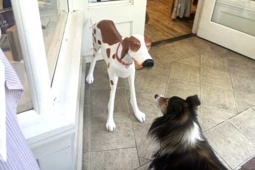 Amista Sheltie Dylan Gazing at a Wooden Dog in Healdsburg