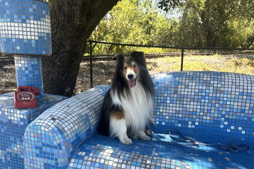 Amista Sheltie Sitting on a Sculpture of a Blue Sofa