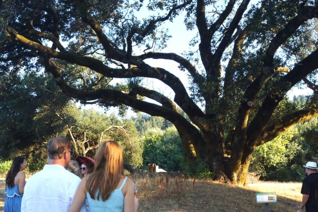 A couple at Amista Vineyards gazing at the 250-year-old oak tree